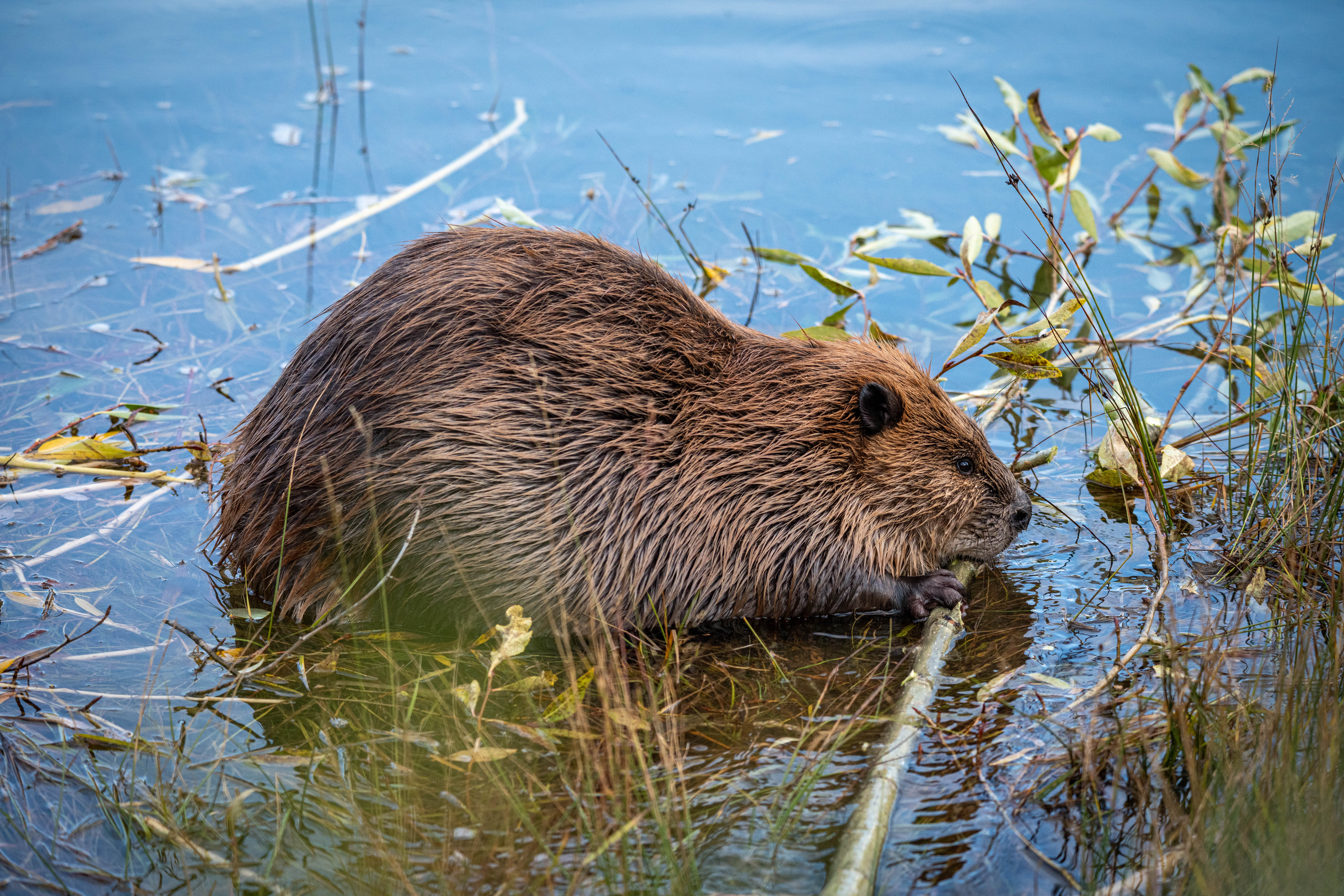 Beaver in water