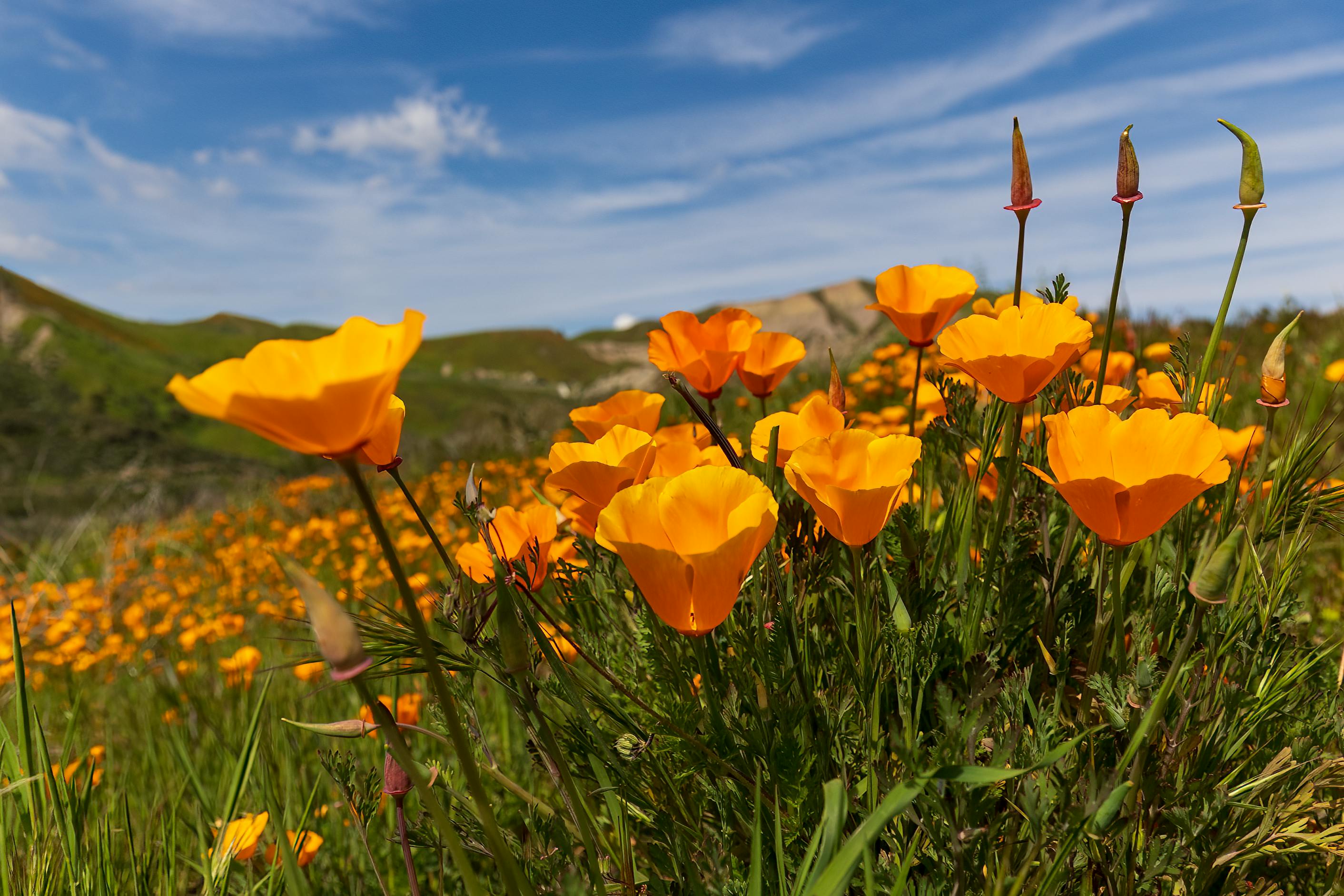 Poppies in a field 