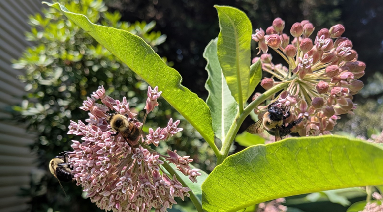 Bumblebees enjoying blooming milkweed in late June. 