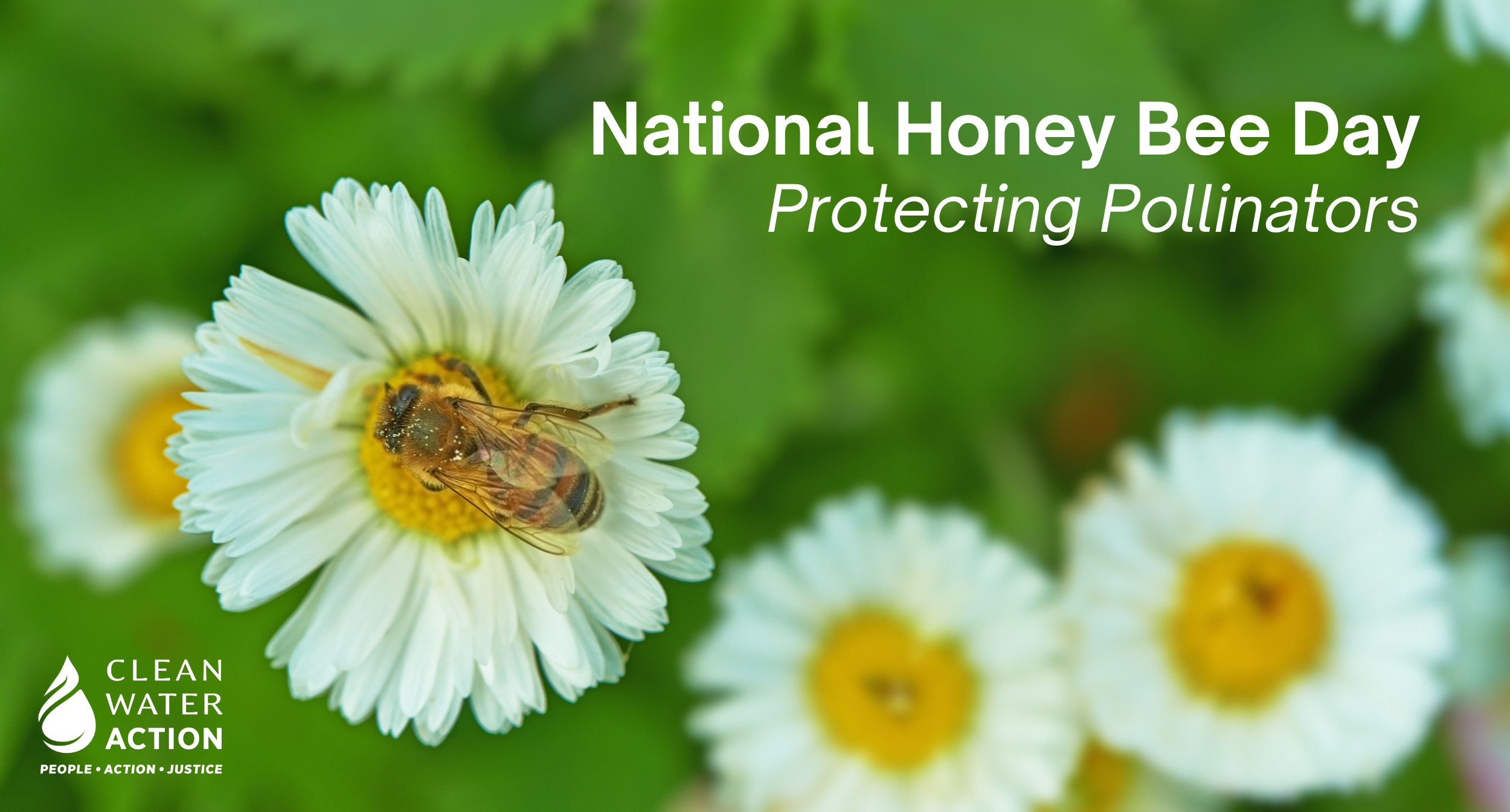 A honeybee on a fleabane flower
