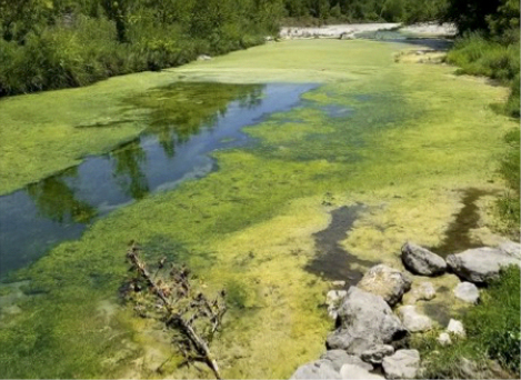 Algal bloom from sewage discharge in the San Gabriel Rvier