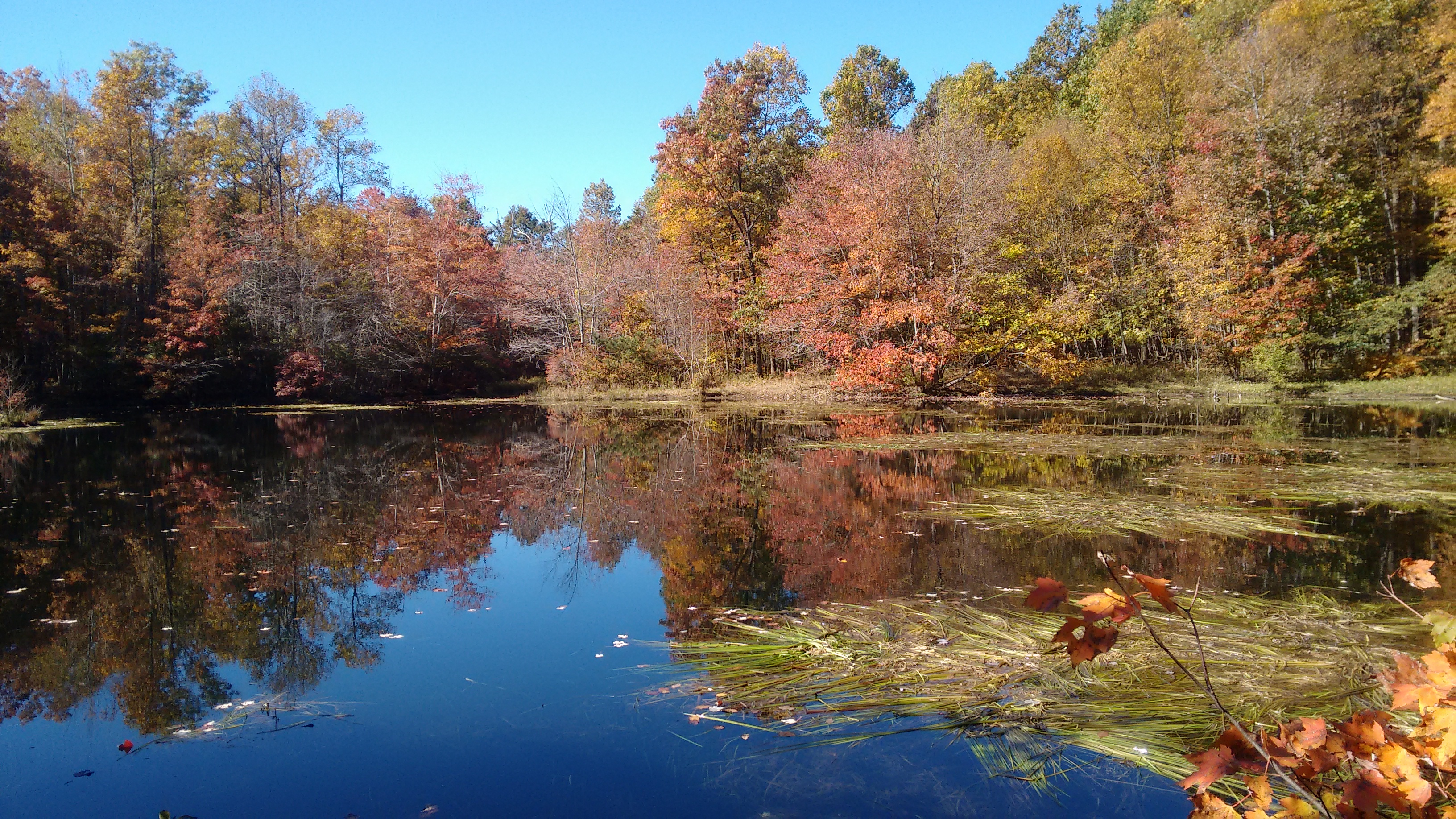 Forest in Fall along river