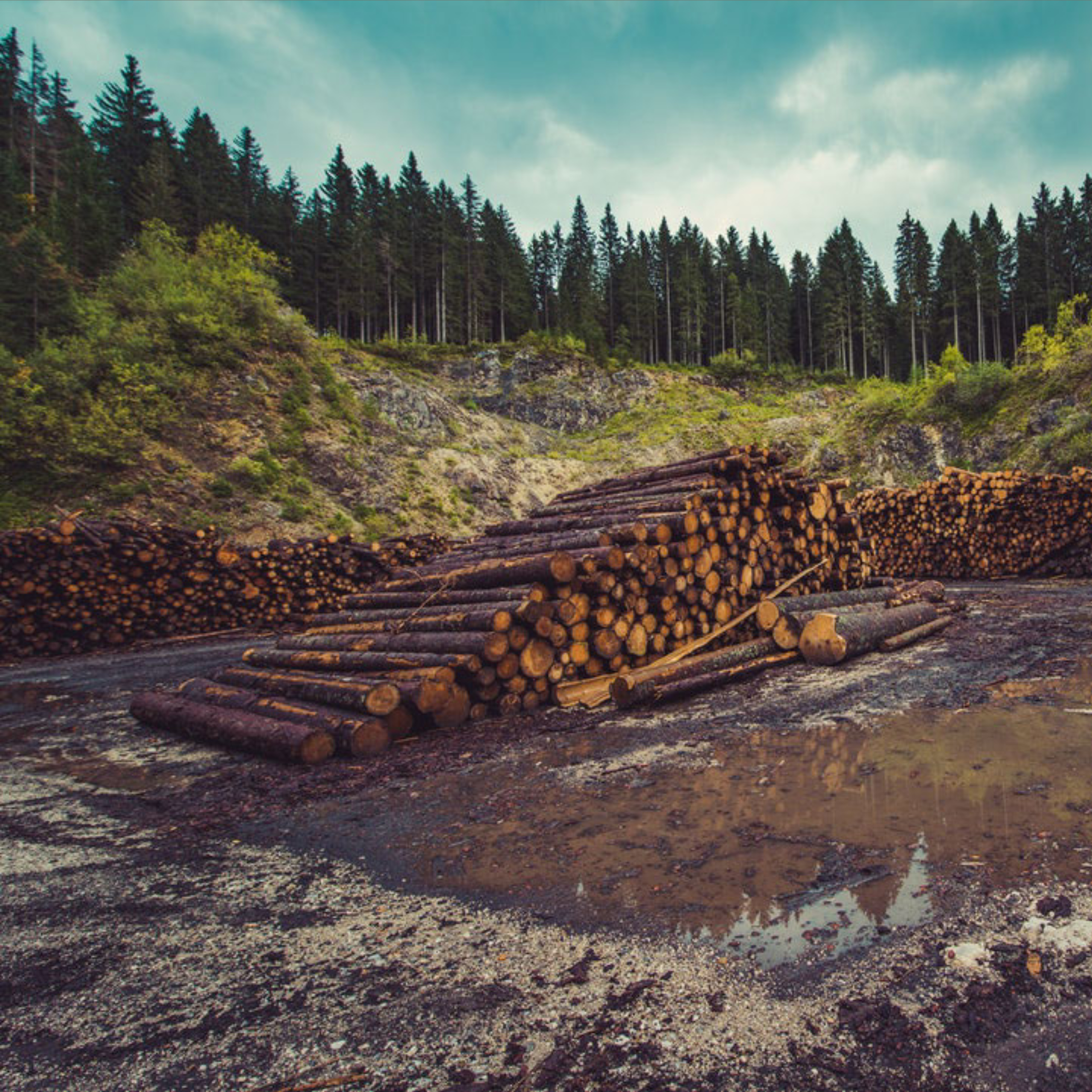 ReThink Disposable_Trees_Blog_Adobe Spark Image