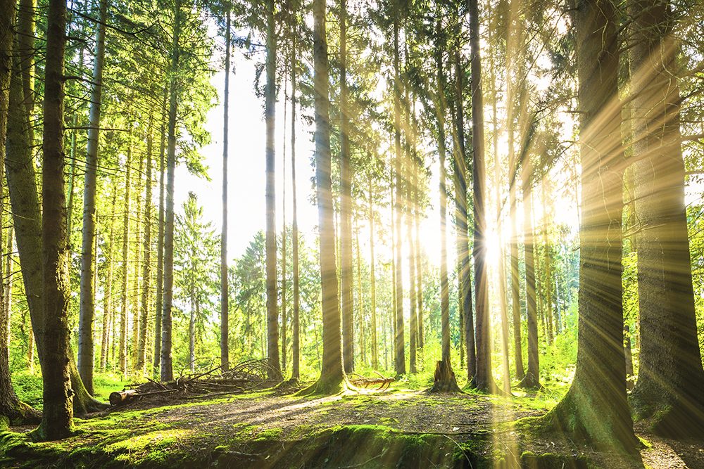 Forest with sunshine, photo: istock