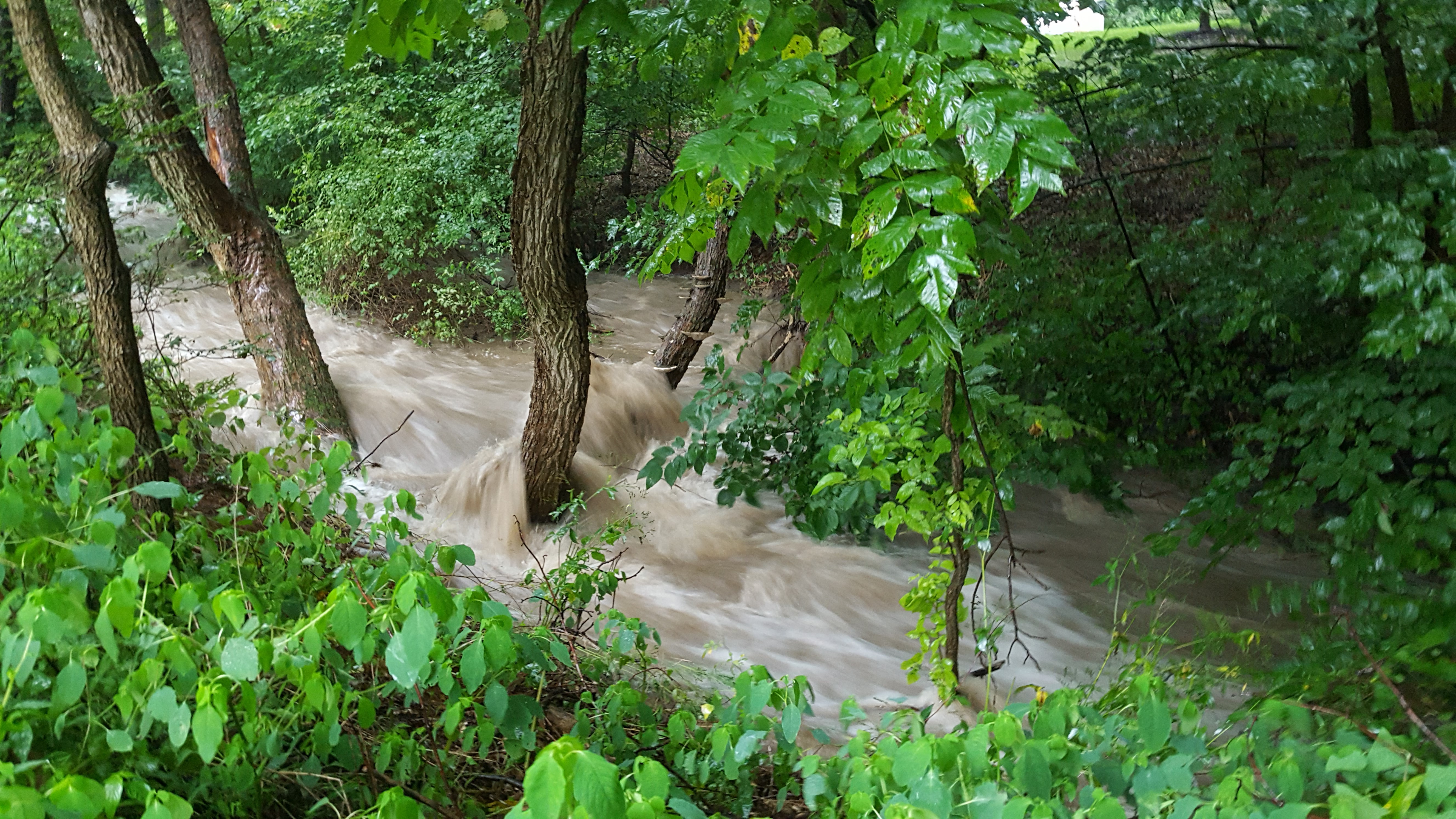 A stream in Howard County during a rain storm.