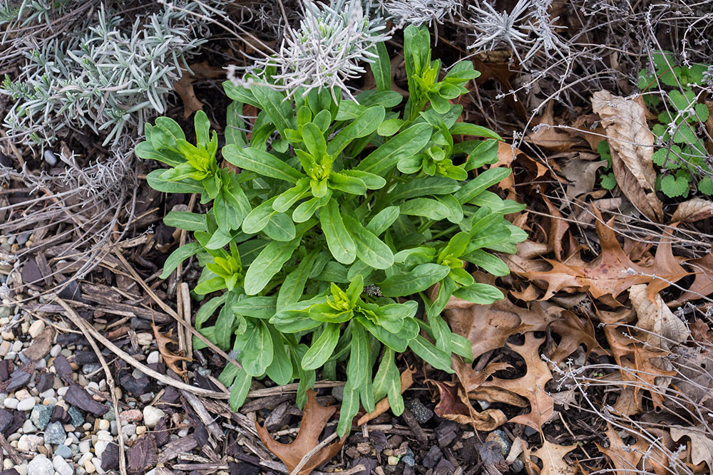Green pennycress, one potential cover crop photo: flickr.com/50697352@N00 CC BY-SA 2.0