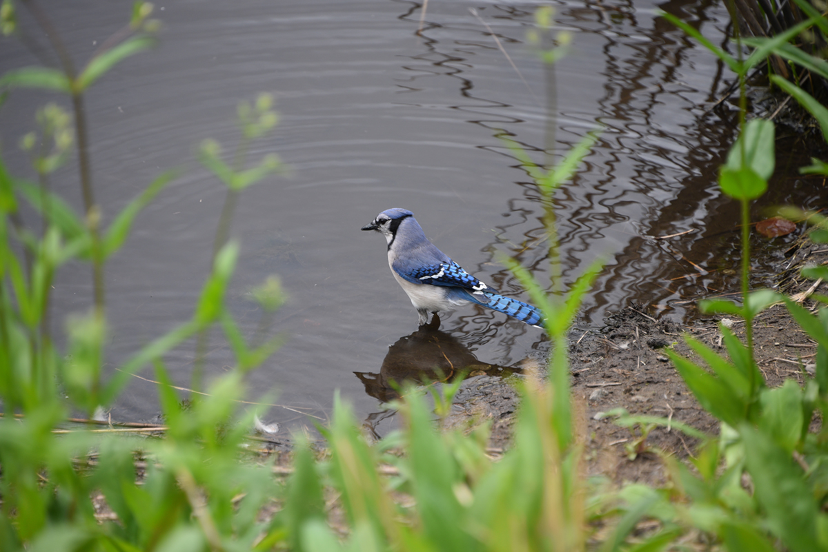 Blue Jay