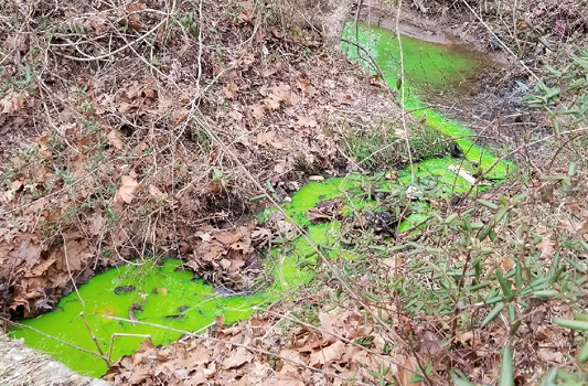 MD_Chesapeake Newsletter_Fall 2019_DyeTest.jpg