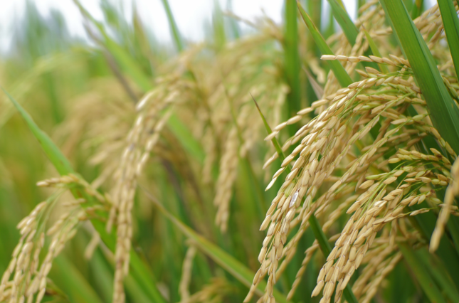 A field of wild rice