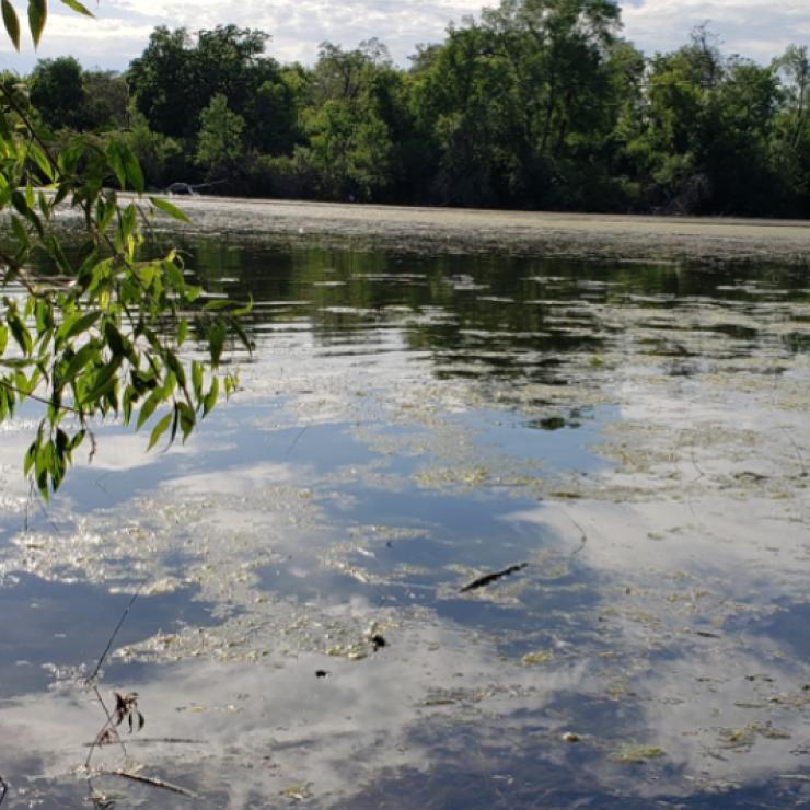 Algal bloom on lake