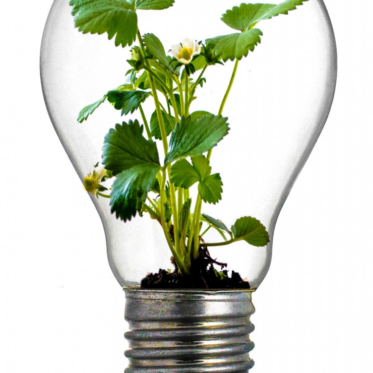 NJ_Lightbulb Canva