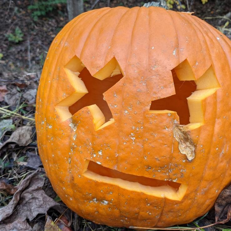A carved pumpkin sits in fall leaves.