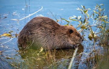 Beaver in water
