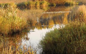 National Wetlands Image