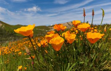 Poppies in a field 