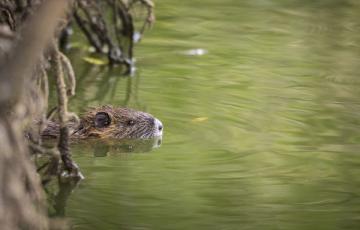 Muskrat in a wetland