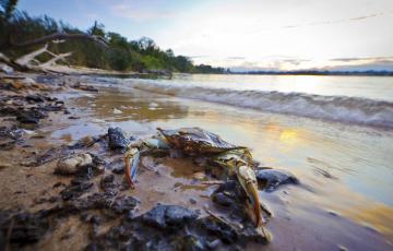 Maryland Blue Crab on a beach