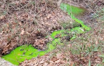 MD_Chesapeake Newsletter_Fall 2019_DyeTest.jpg