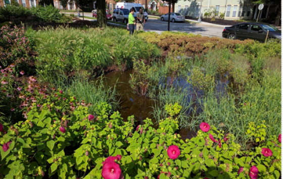 [Caption: This rain garden in DC’s Ward 7 captures and cleans rain where it falls, combating pollution from run-off.] 