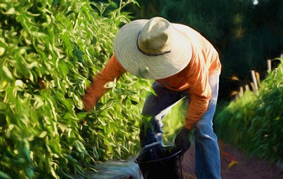 Worker picking tomatoes
