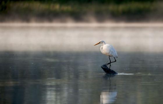 Heron on the James River. Credit - dmvphotos / Shutterstock