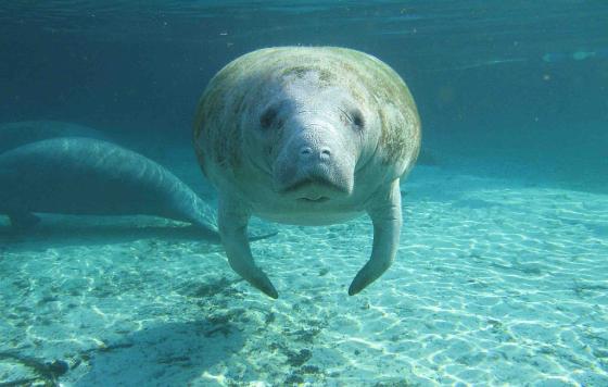 By U.S. Geological Survey [CC BY 2.0 (http://creativecommons.org/licenses/by/2.0)], via Wikimedia Commons