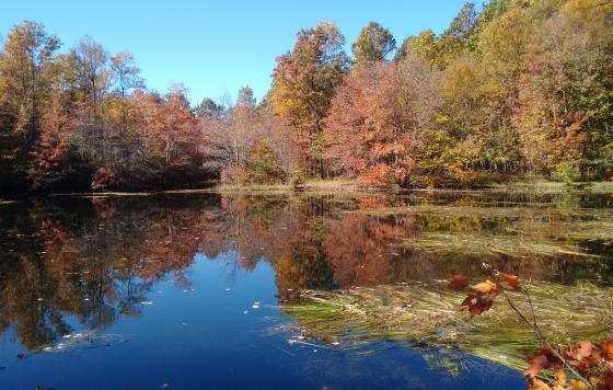 Forest in Fall along river