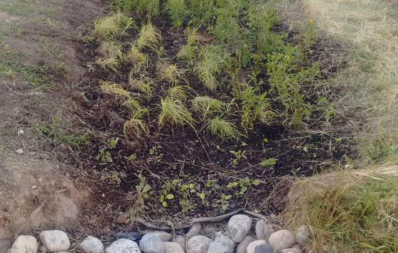 Green infrastructure projects like this rain garden in East Baltimore hold rainwater in place until it can soak into the ground and reduce the total volume of water entering the storm drain system. Photo by Jennifer Kunze.